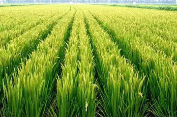 2024年水稻重大病虫害防控技术方案