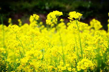 长江中下游油菜中后期应对连阴雨技术意见