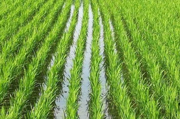 2024年东北水稻育插秧技术意见