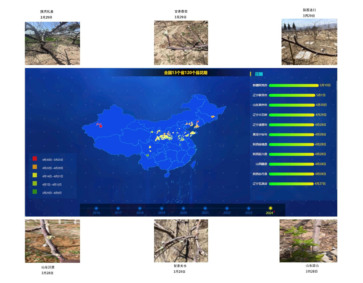 2024年全国苹果树预计始花期时间和部分产区实拍图 