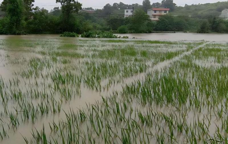 当前南方早稻应对阴雨洪涝技术意见