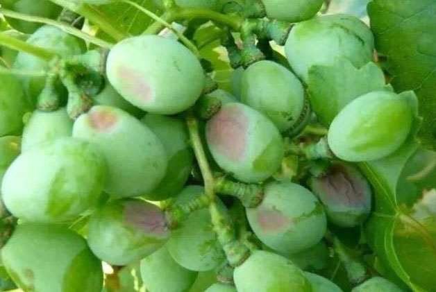 葡萄气灼病要怎么防治好?