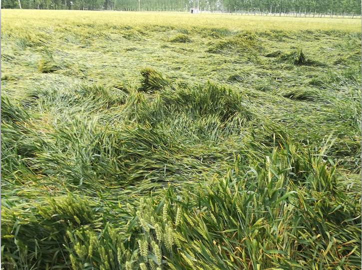 小麦倒伏后,怎么办比较好