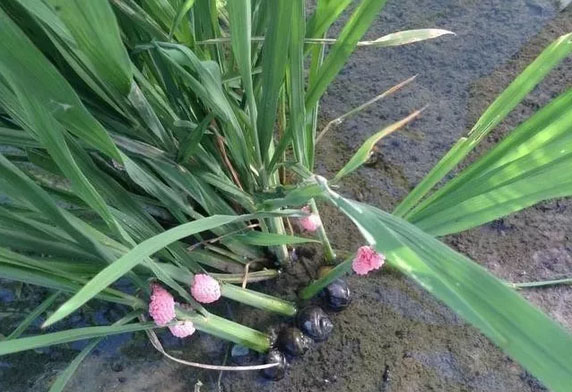 水稻“杀手”福寿螺防治正当时