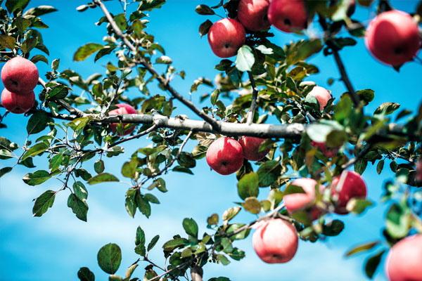 磷酸二氢钾作用大 果业生产科学施用效果佳