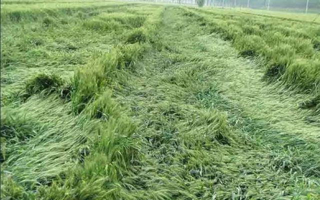 如何预防小麦后期倒伏?