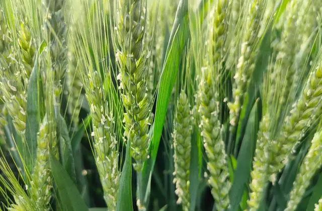小麦灌浆期叶片干尖原因及解决方案