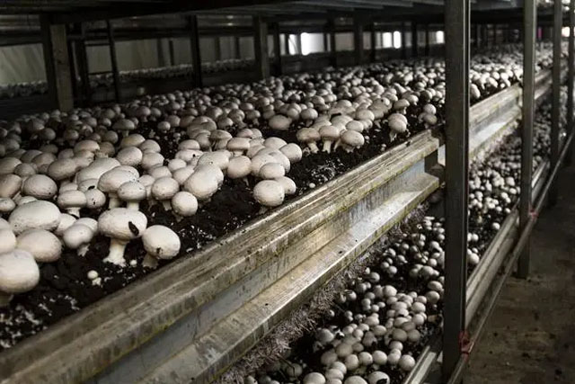 草菇的加工技术