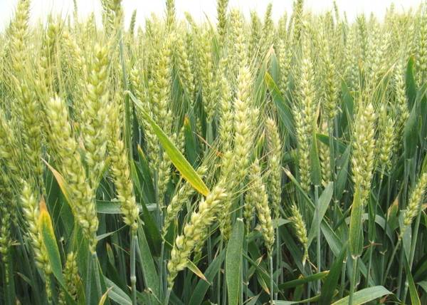 小麦要高产灌浆期做好这几点