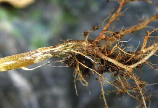 蔬菜根腐病危害大，治养结合效果好