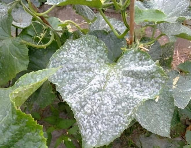 白粉病“祸害”作物多，提前预防是关键