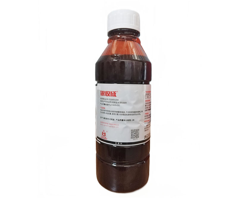 12.5%井冈蜡芽菌