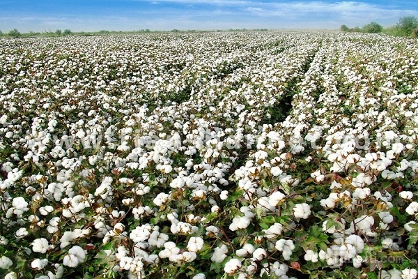 棉花高密度小个体种植技术