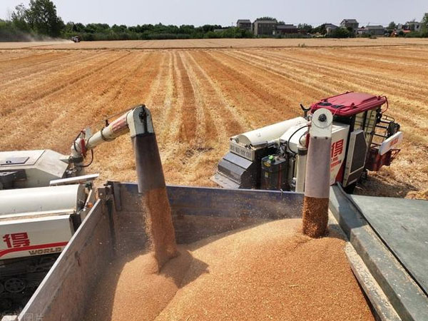 各级储备收购陆续启动,新麦价格有望稳定在合理区间