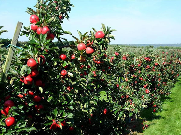 七月份苹果园管理要点