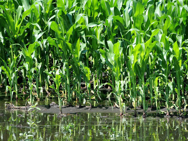 当前南方玉米防涝抗灾技术意见