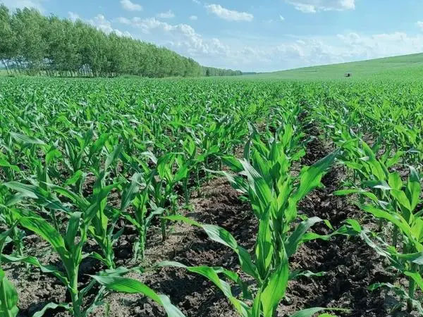 玉米苗期要做好病虫草害的防治