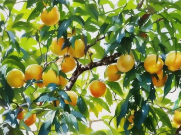 高温天气果树如何安全度夏？