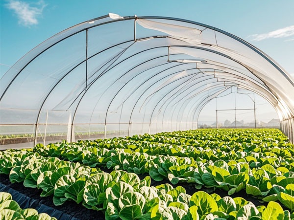 温室蔬菜如何防治蓟马：用对方法选对药 才能更高效