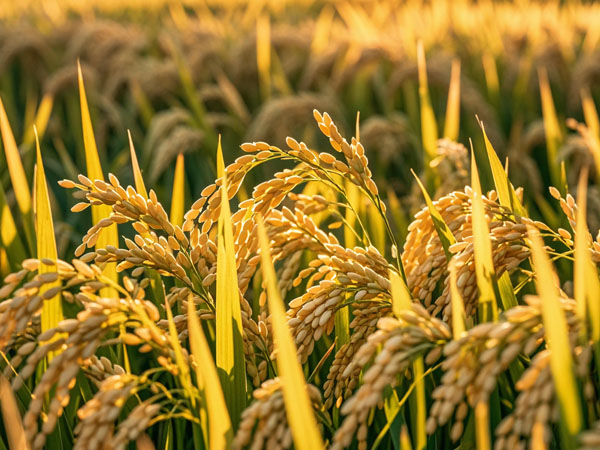 当前水稻抗洪涝促恢复生长技术意见