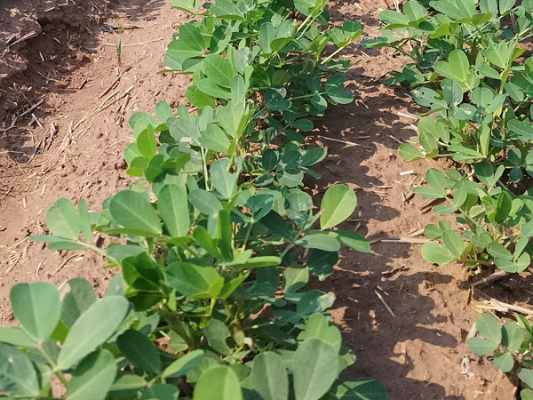 花生生长中后期病虫害有哪些 怎么防治