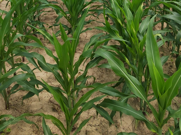 台风“格美”来袭,警惕玉米南方锈病传播,科学防御 做好“一喷多促”