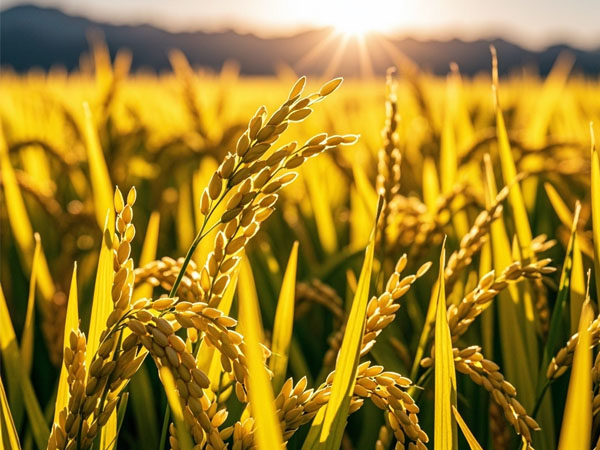 水稻应对台风影响及灾后恢复生产技术意见