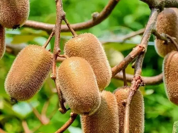 秋后猕猴桃管理五要点