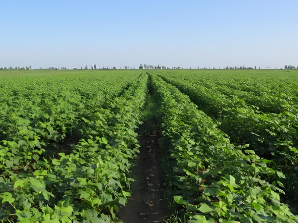 高温天气棉花这样管理更科学