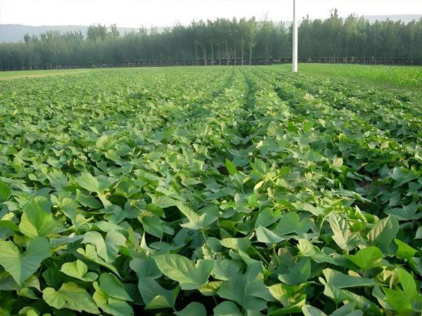 8月份红薯控旺技巧