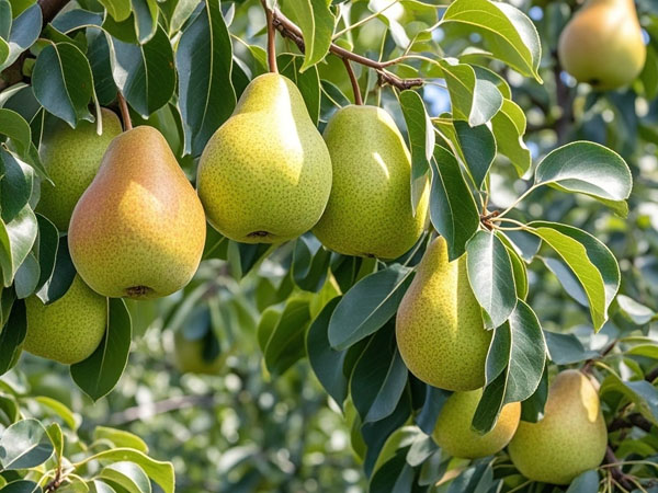 进入9月防好梨树病虫害